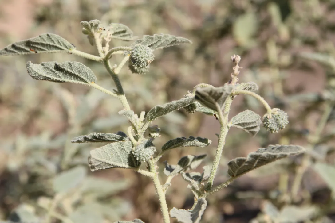 Chrozophora oblongifolia fruits