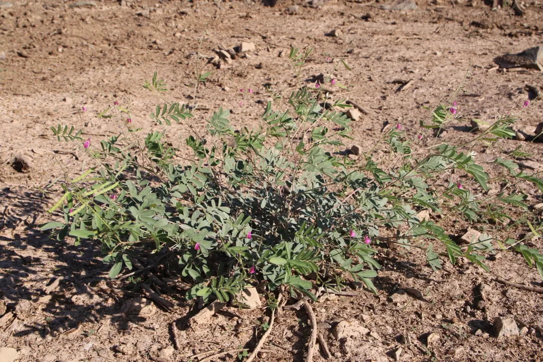 Whole plant