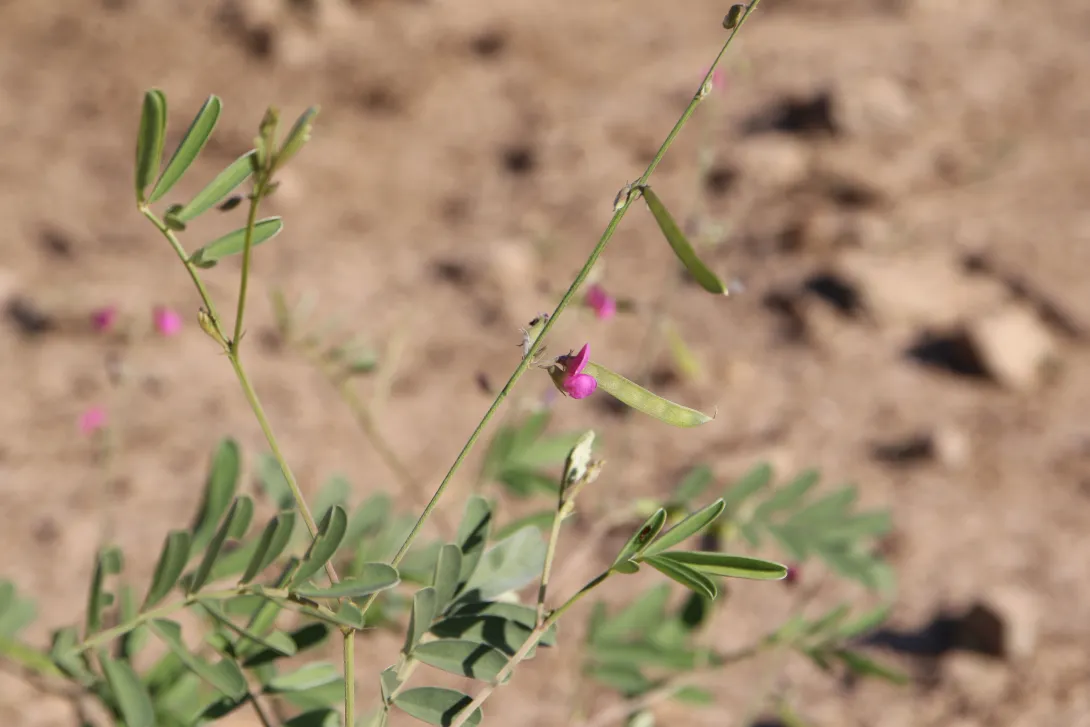 Tephrosia purpurea subsp. apollinea flower