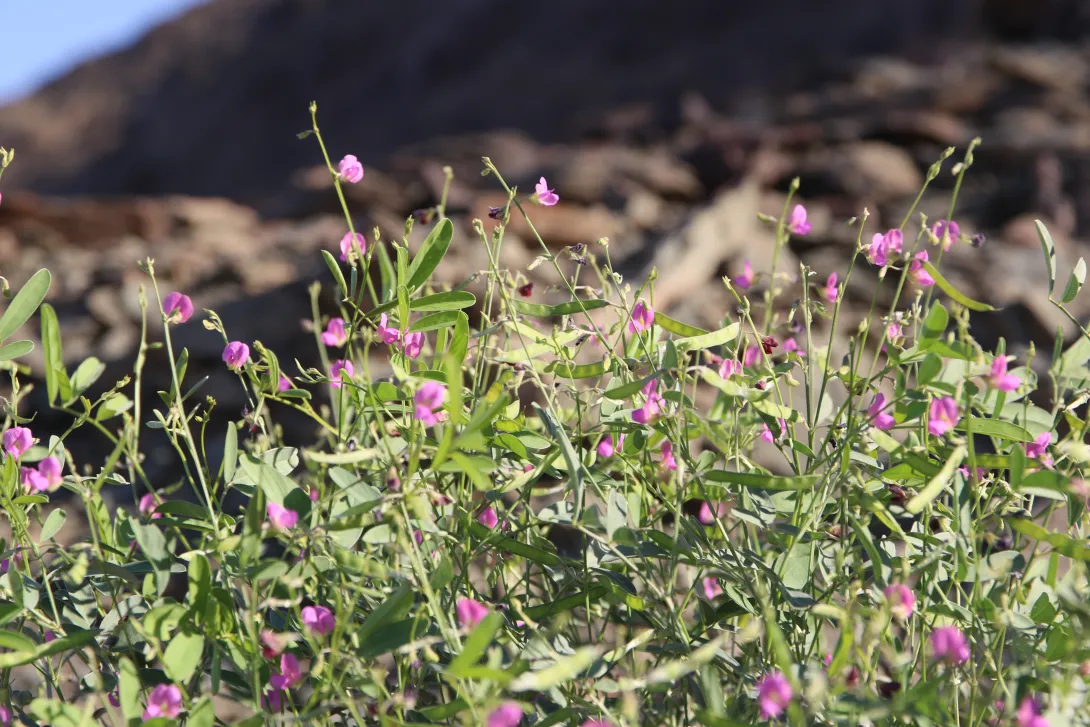 Tephrosia purpurea subsp. apollinea fruits and flowers