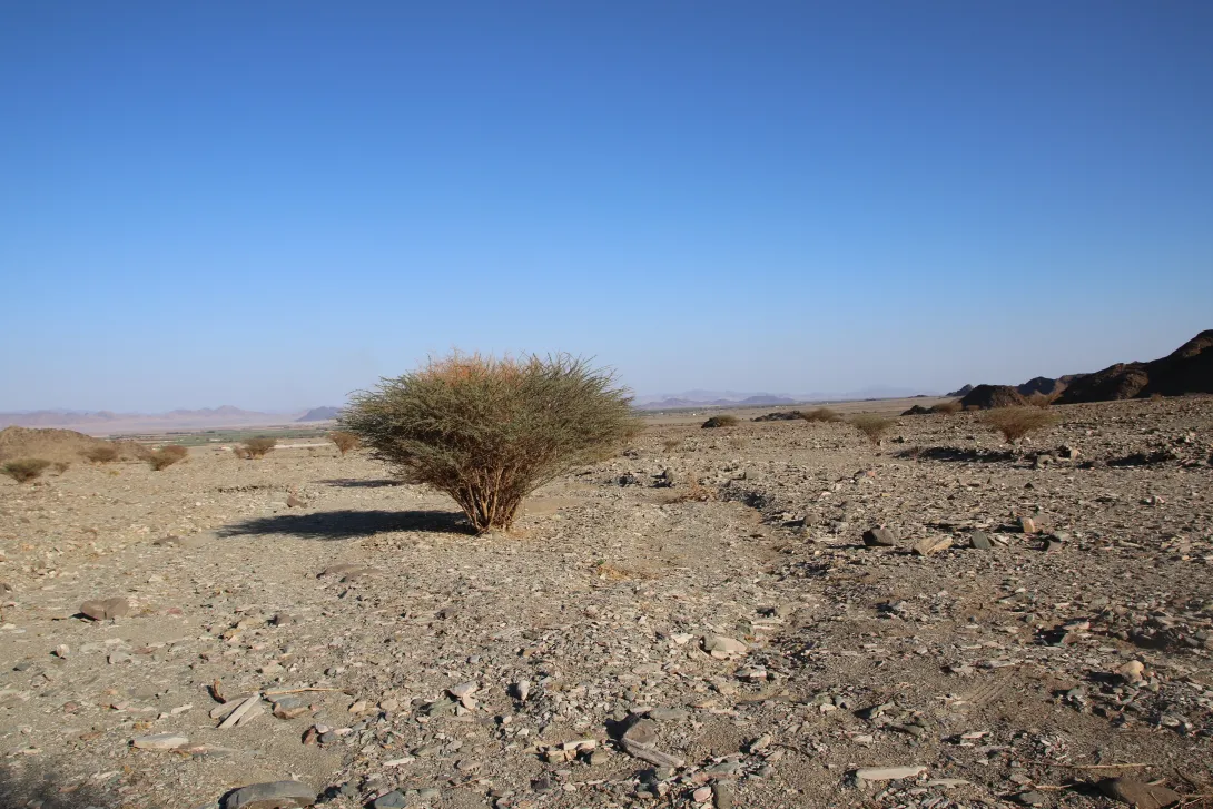 Whole plant