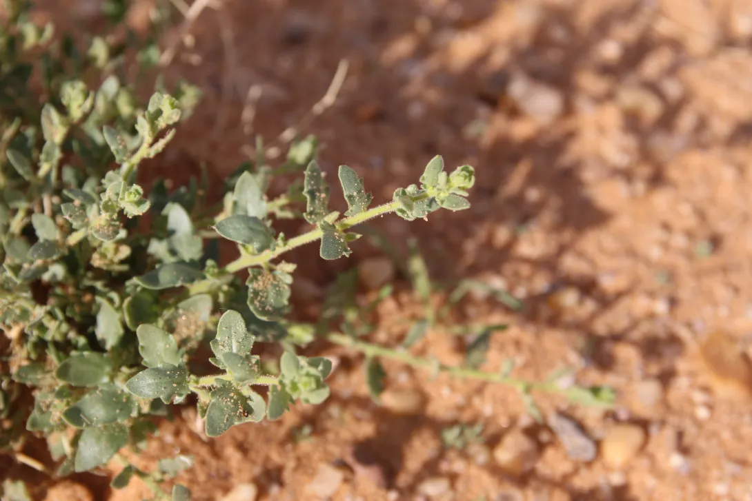 Kickxia aegyptiaca leaves