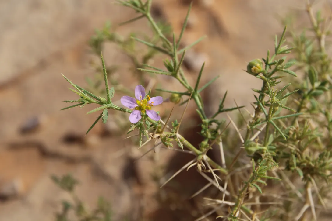 Zygophyllum arabicum flower
