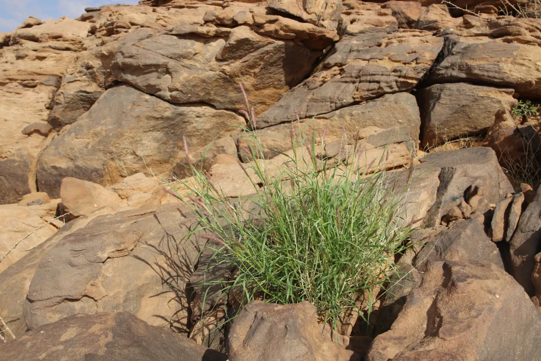 Whole plant
