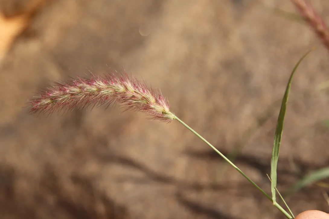 Cenchrus ciliaris fruits
