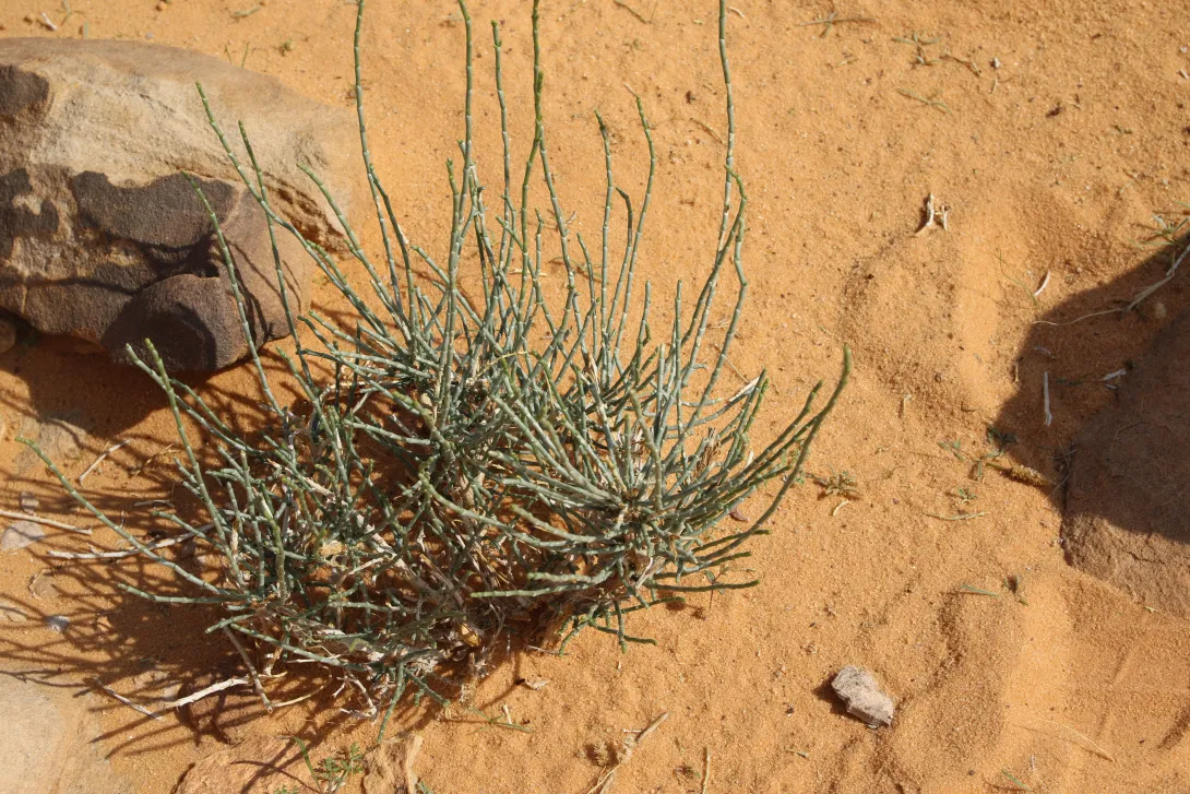 Whole plant