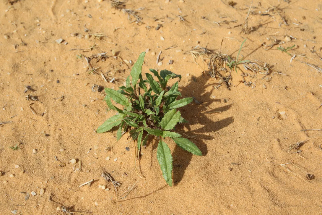 Whole plant