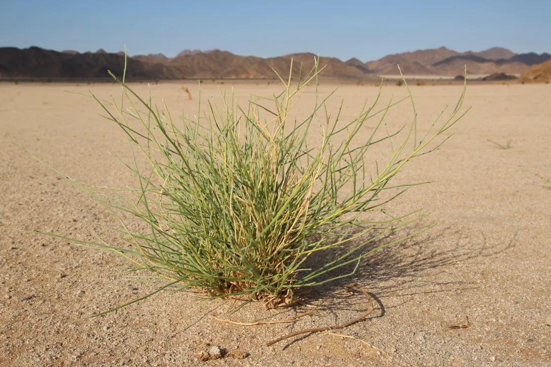 Whole plant