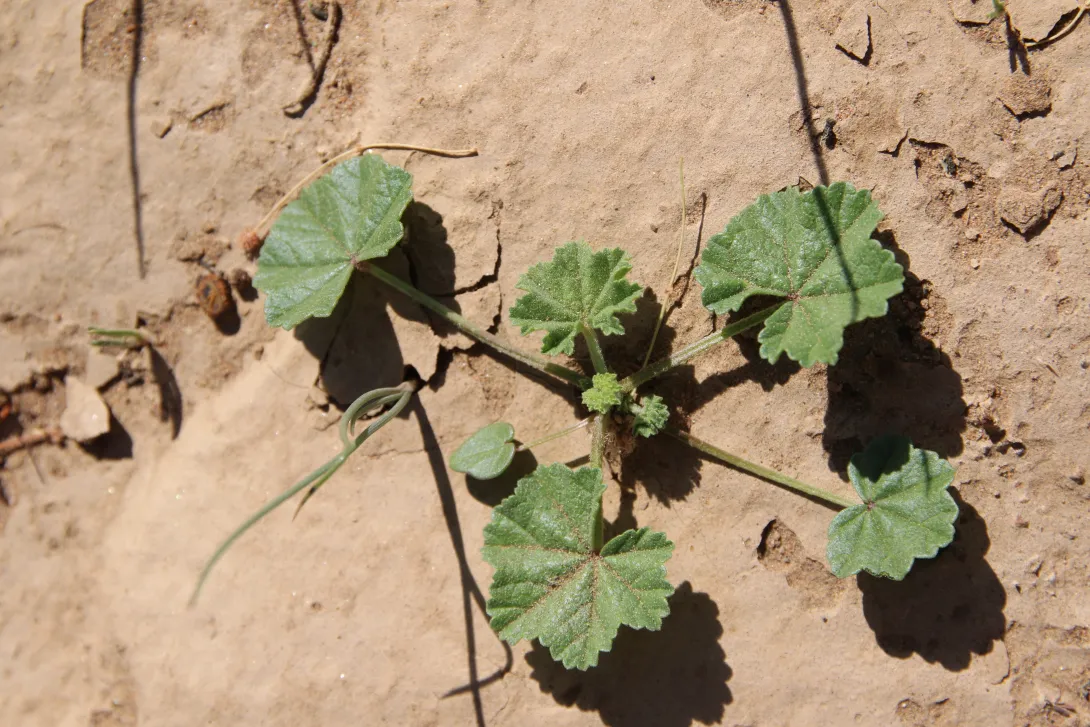 Malva parviflora leaves