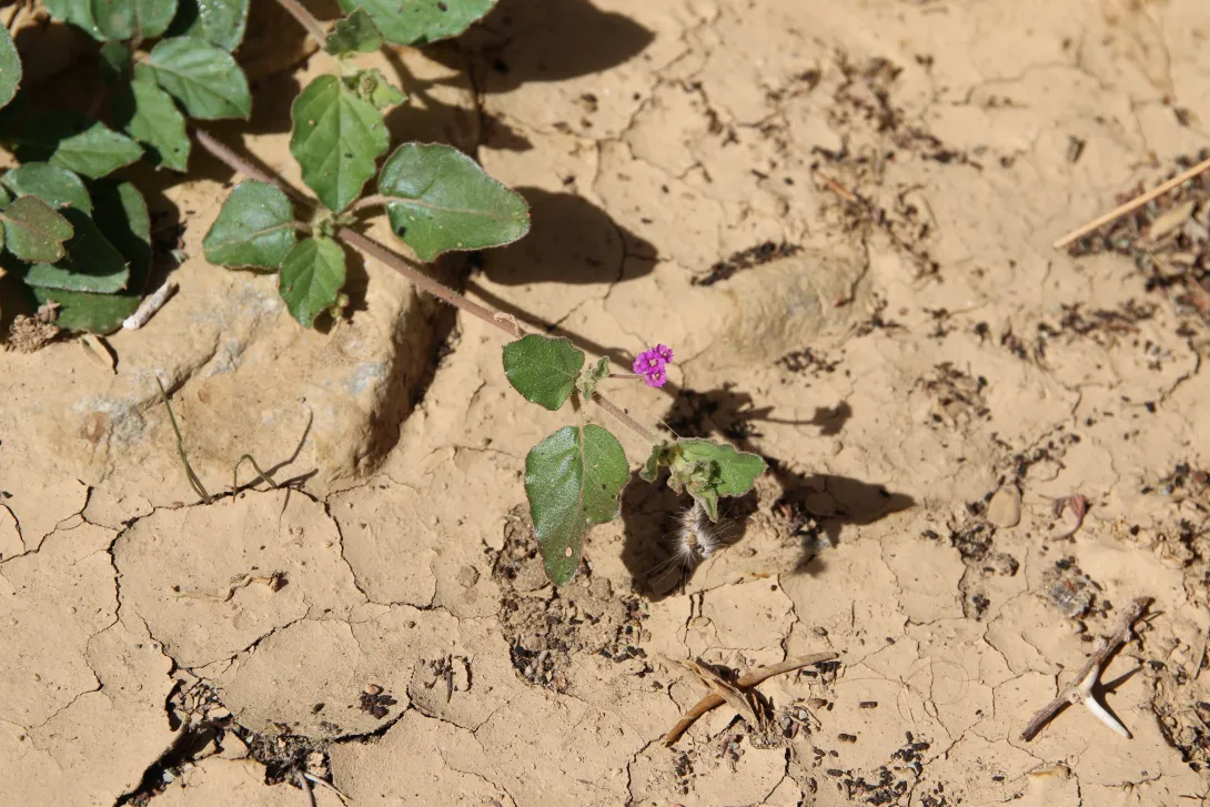 Boerhavia repens flowers and leaves
