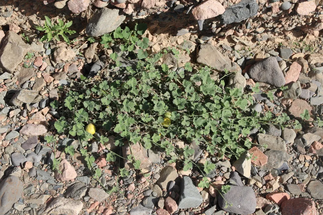 Whole plant
