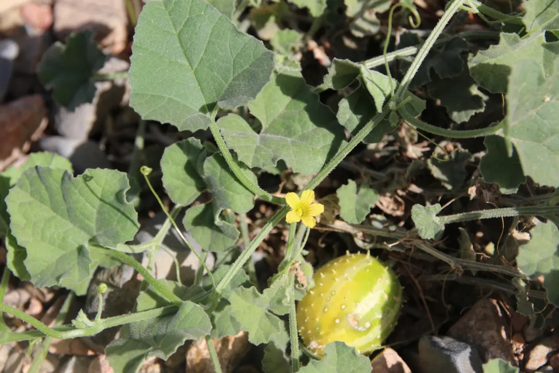Cucumis prophetarum flower