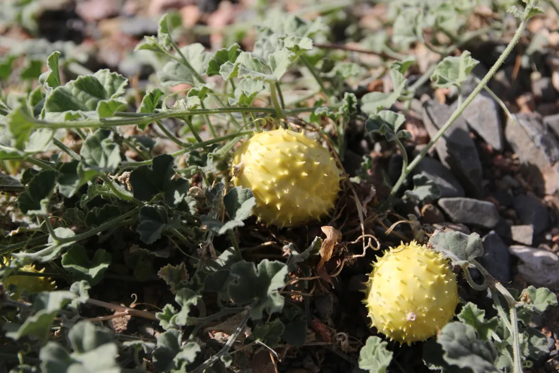 Cucumis prophetarum fruits