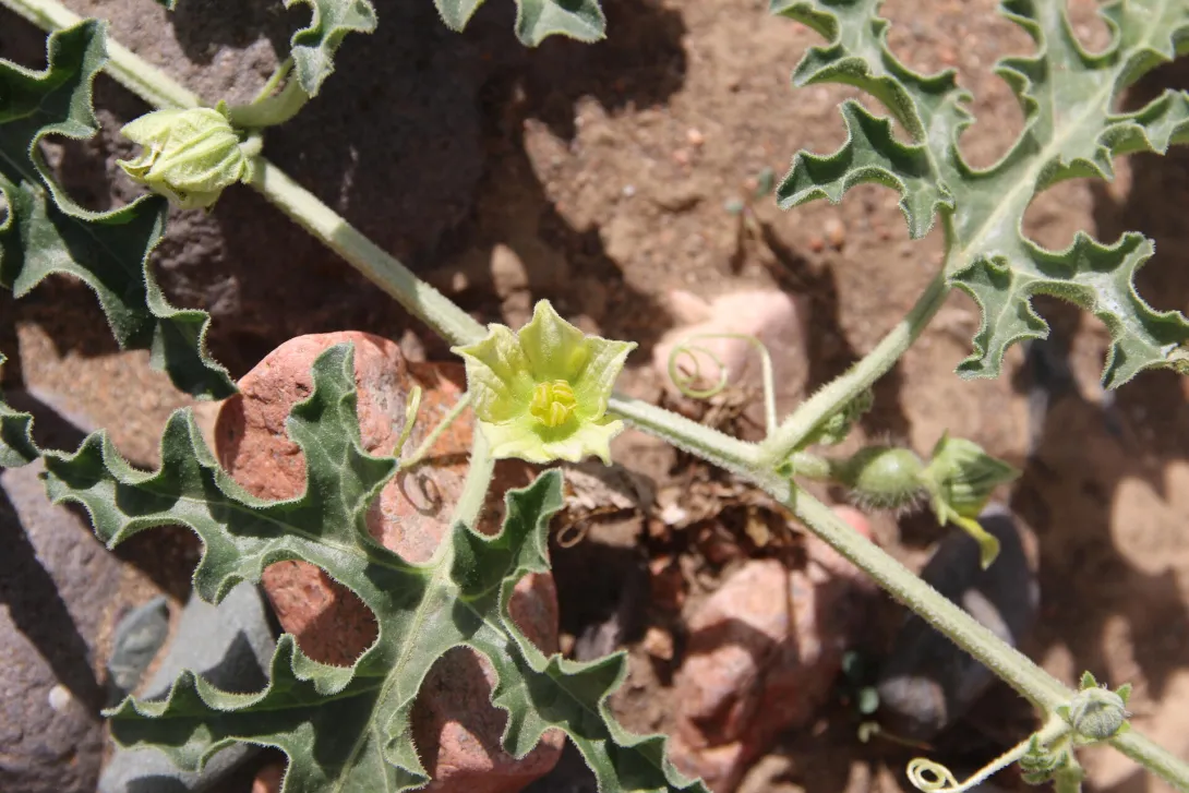 Citrullus colocynthis flower