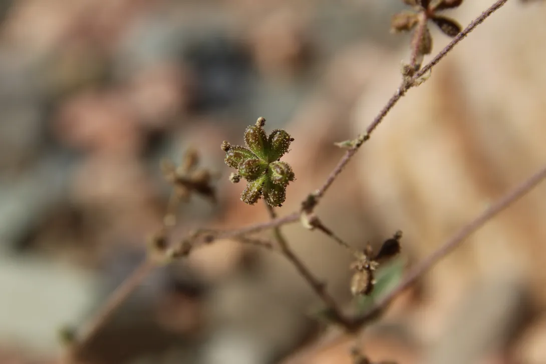 Boerhavia repens fruits