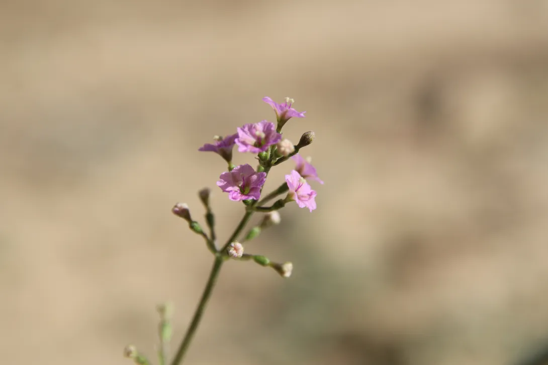 Commicarpus helenae flowers