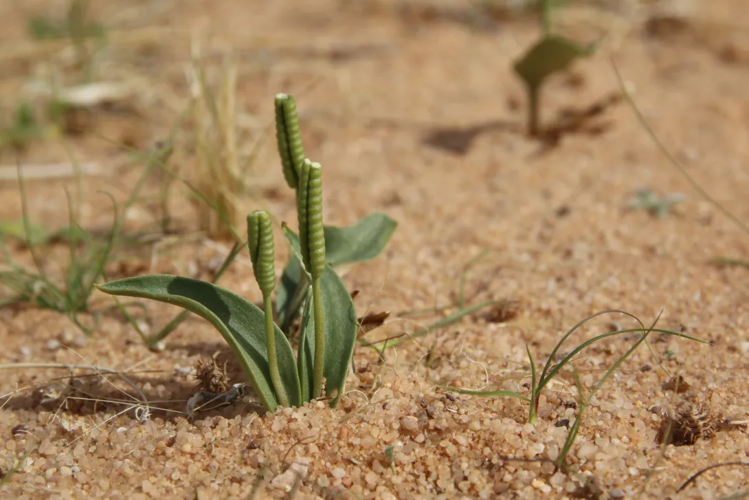 Whole plant