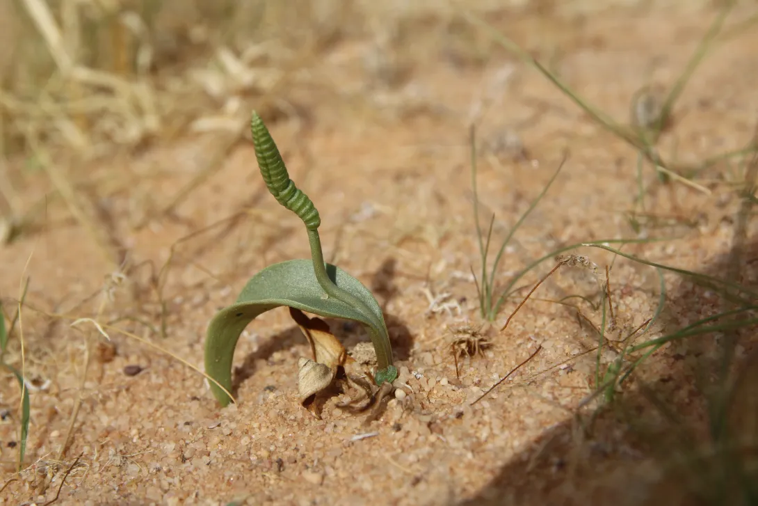 Whole plant
