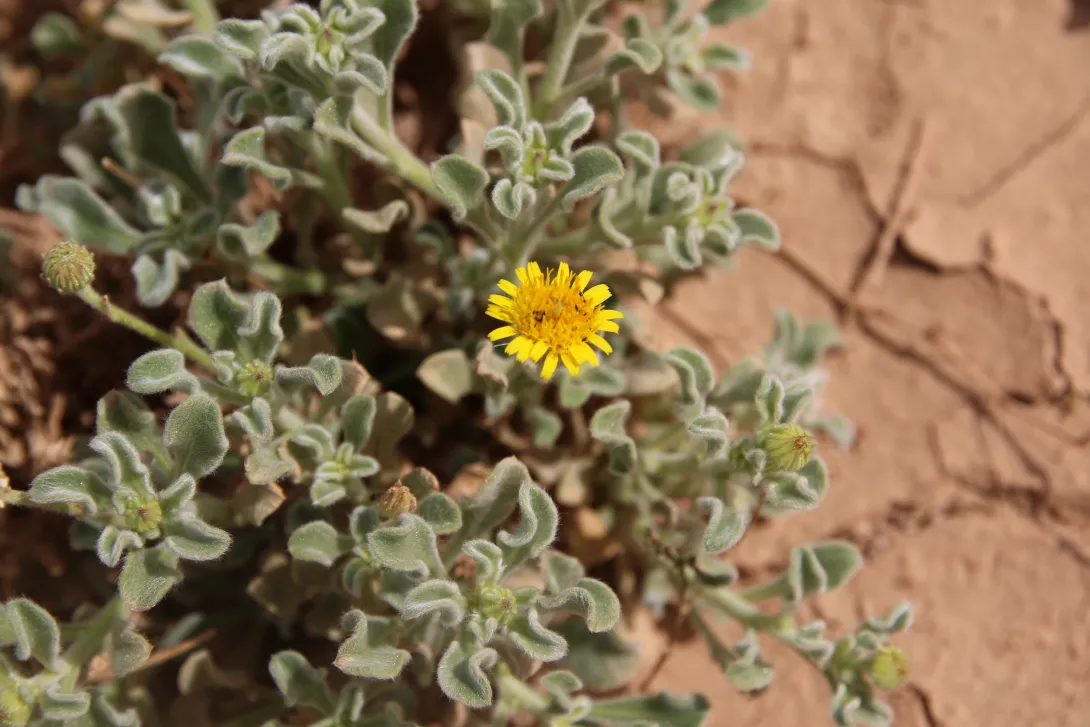 Pulicaria guestii flowers