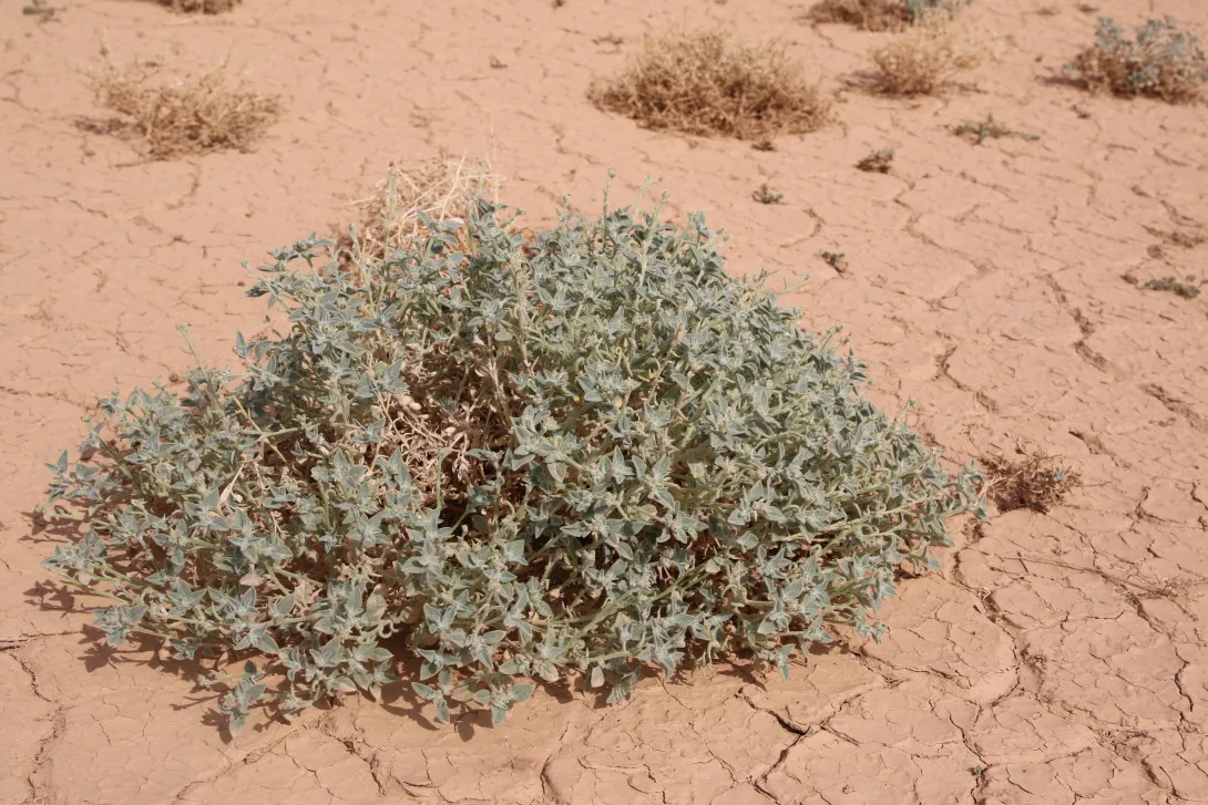 Whole plant