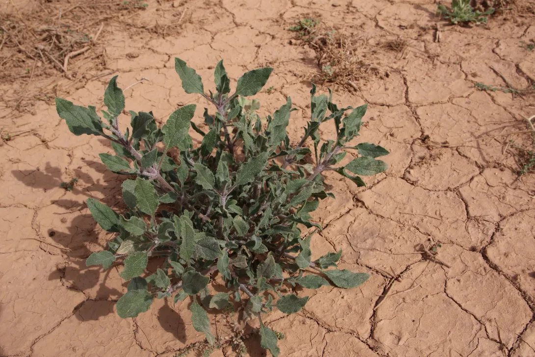 Whole plant