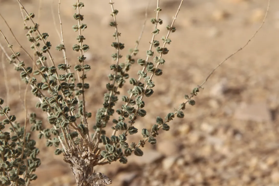 Whole plant