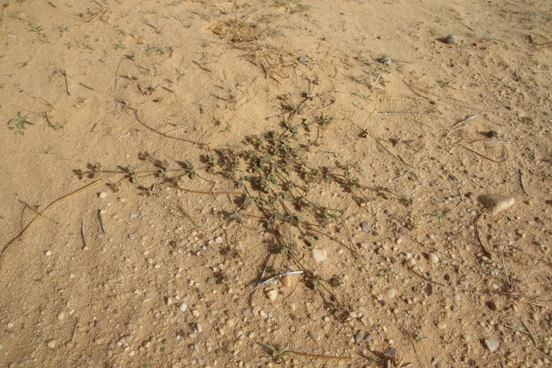 Whole plant