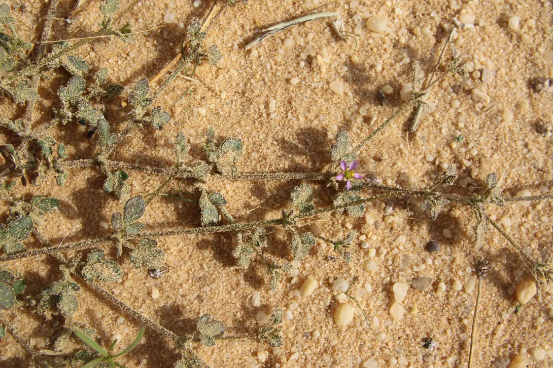 Zygophyllum glutinosum leaves