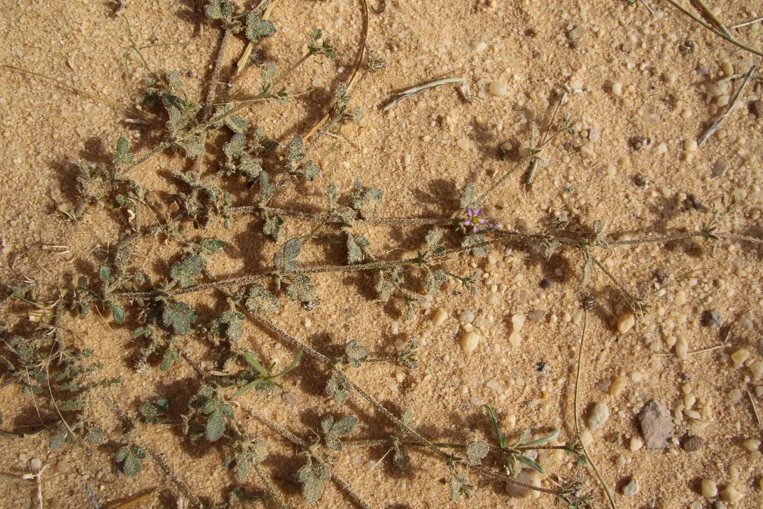 Zygophyllum glutinosum leaves