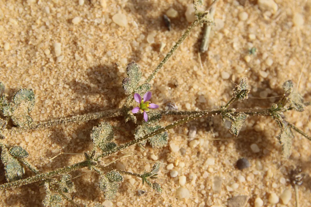 Zygophyllum glutinosum flower