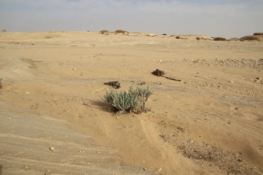 Whole plant
