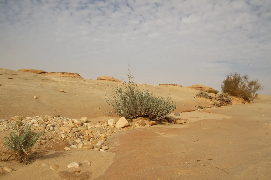 Whole plant