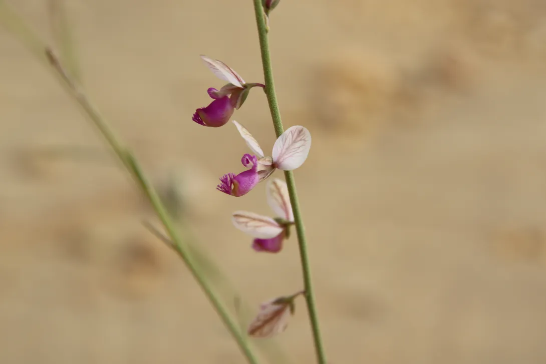 Polygala sinaica var. glabrescens flower