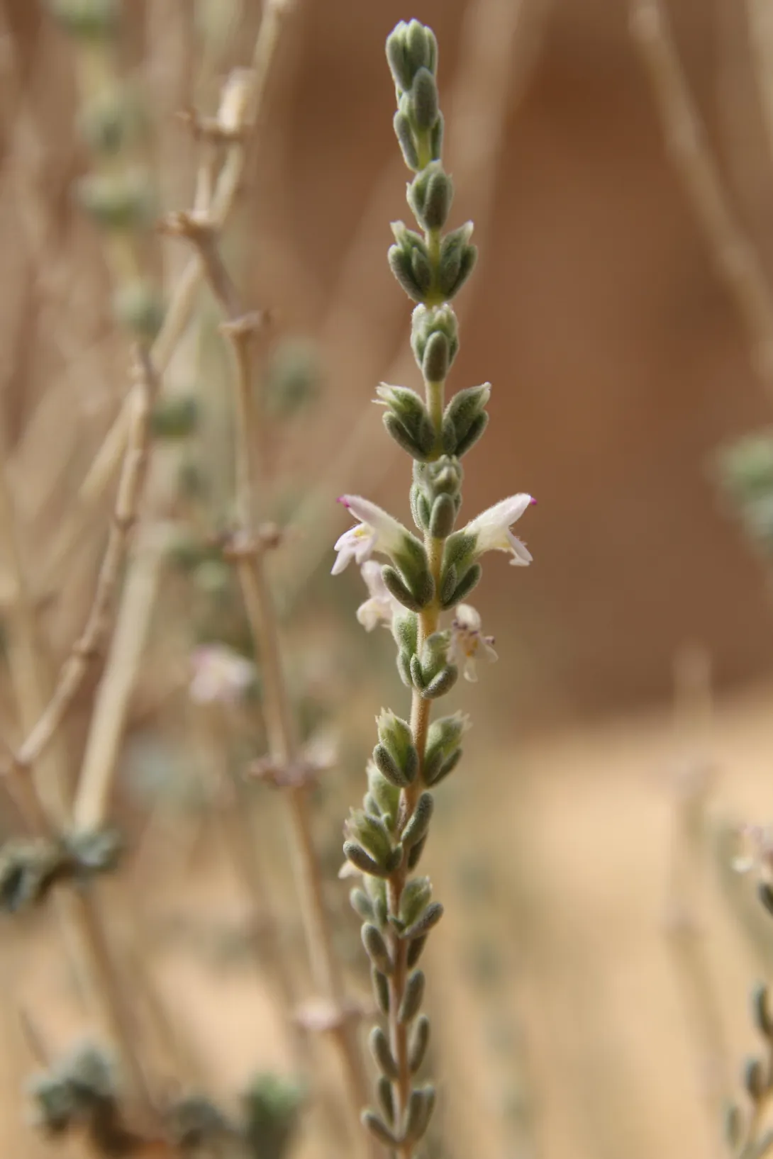Thymbra nabateorum flowers