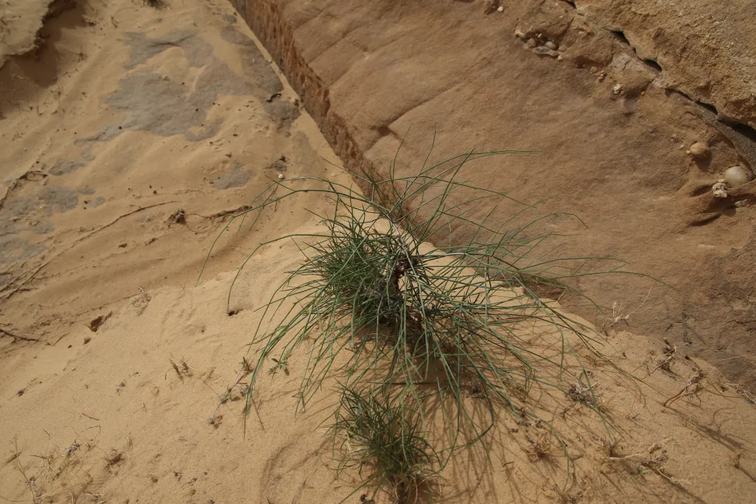 Whole plant