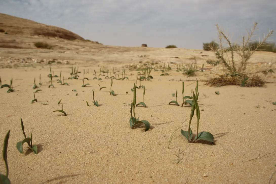 Whole plant