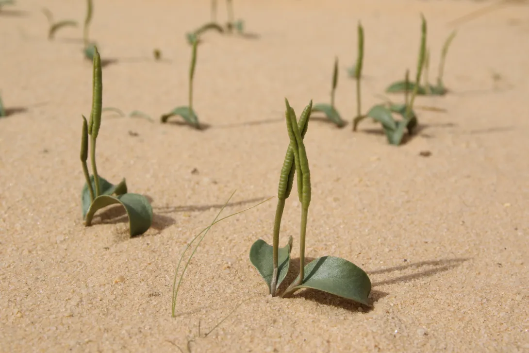 Whole plant