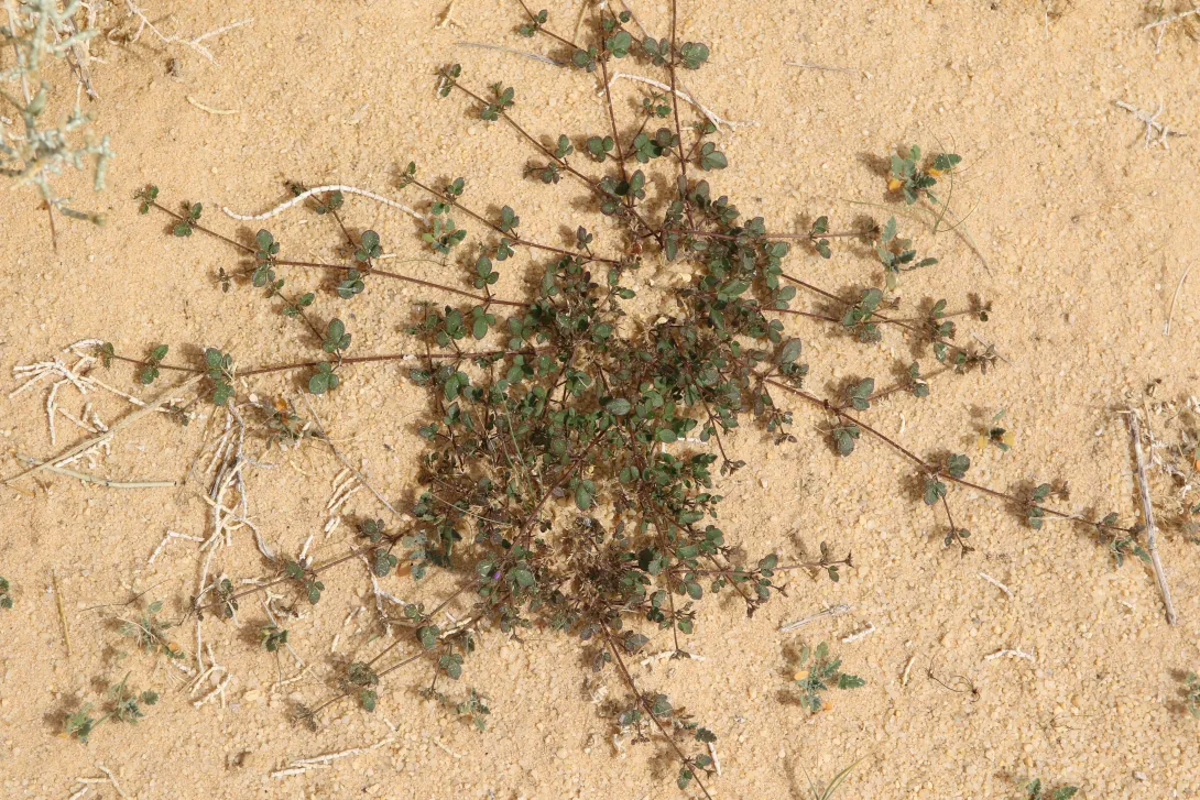 Whole plant