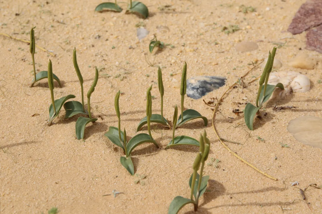 Whole plant