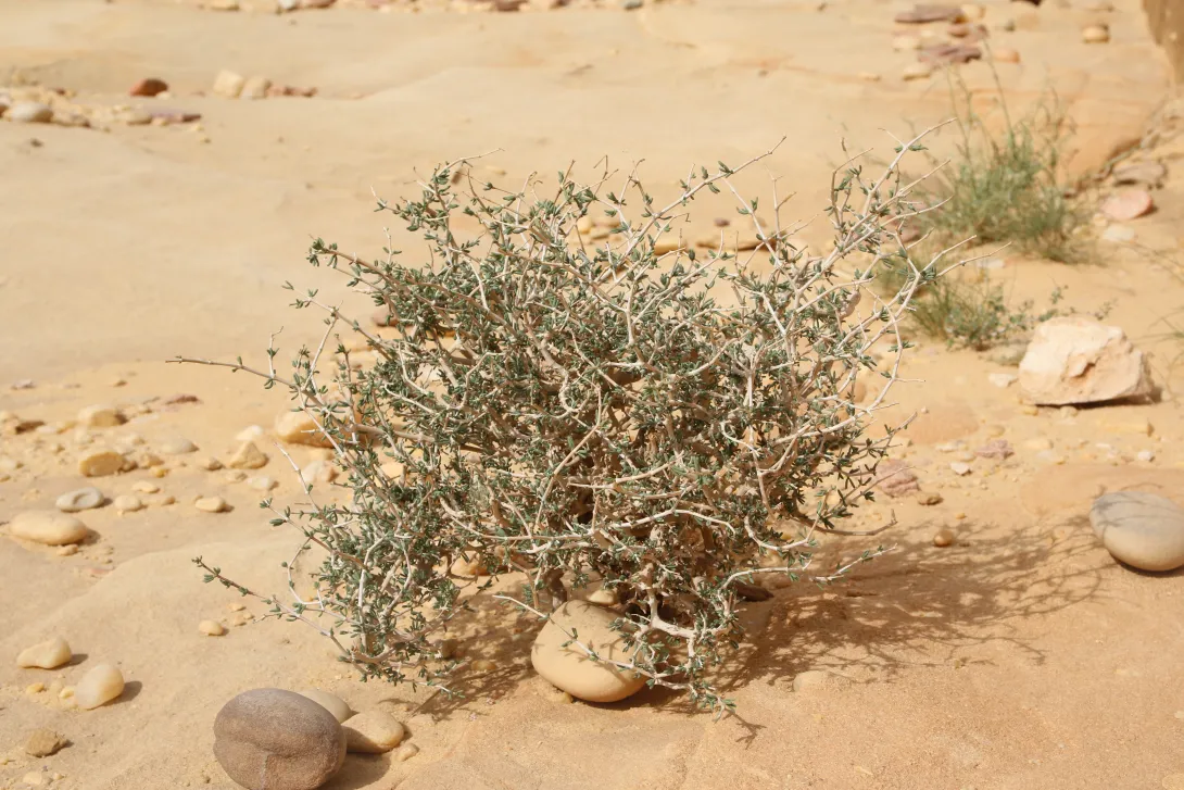 Whole plant