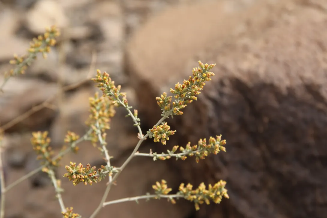 Artemisia sieberi flowers