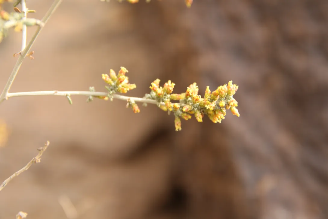 Artemisia sieberi flowers