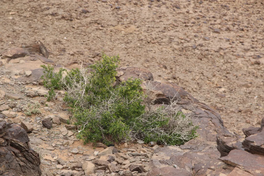 Whole plant