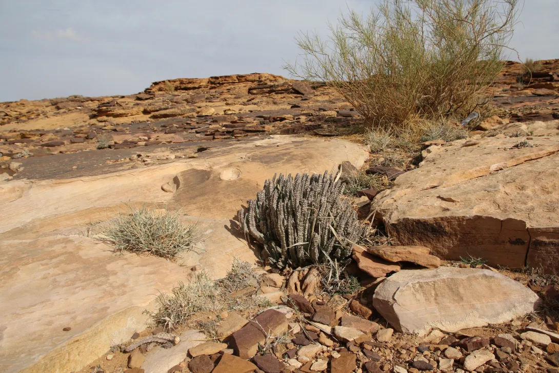 Caralluma petraea in Sandstone landforms