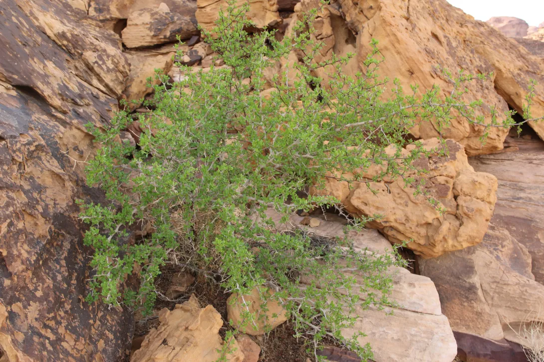 Whole plant