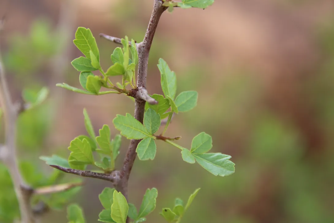 Searsia tripartita leaves