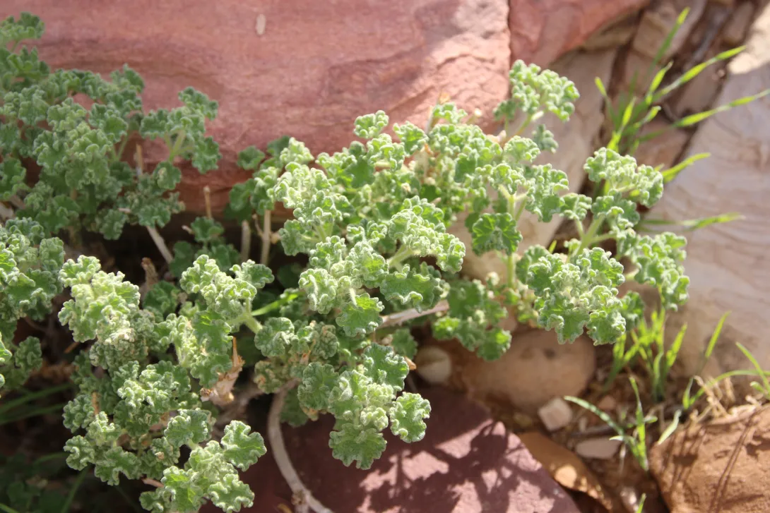 Whole plant