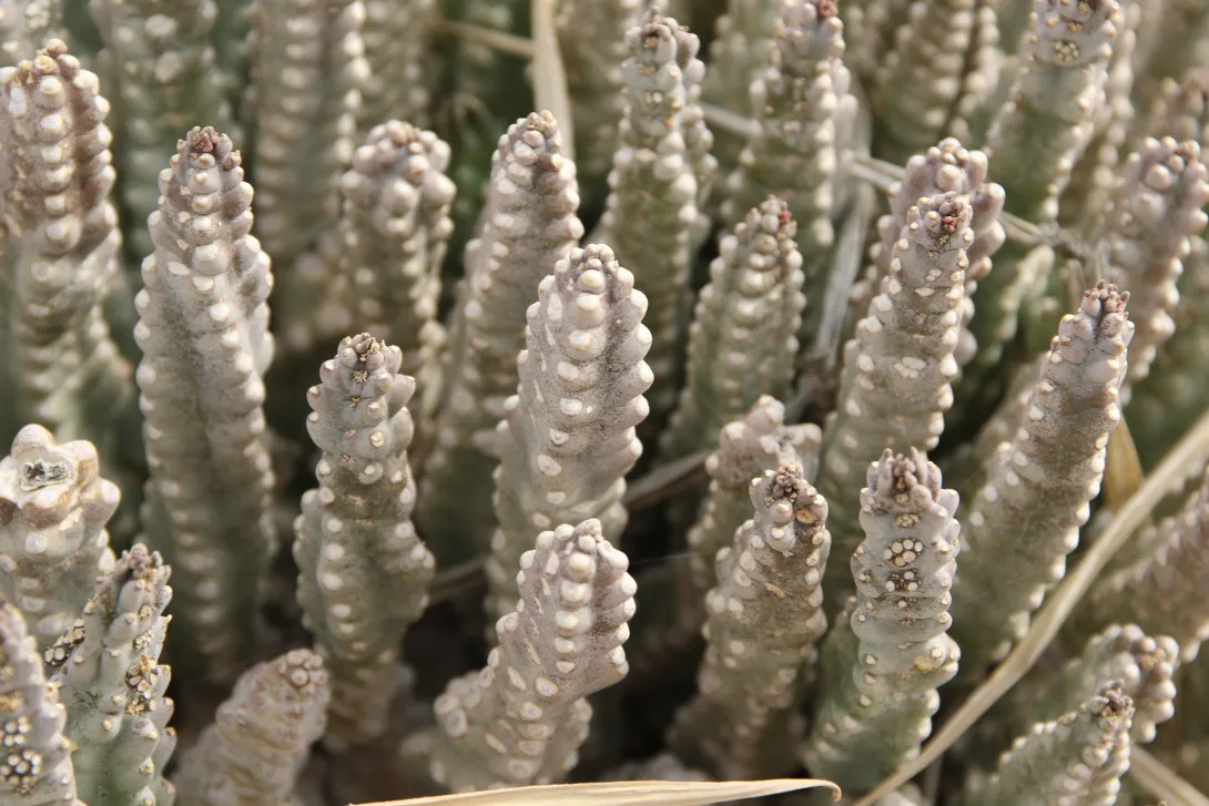 Whole plant