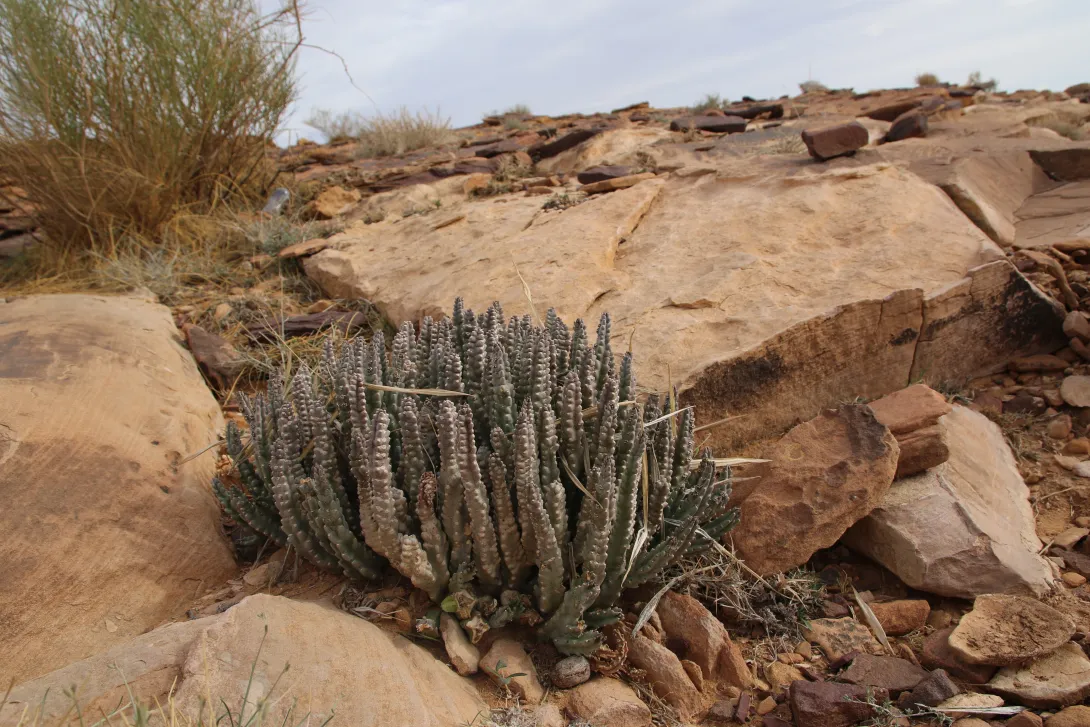 Whole plant