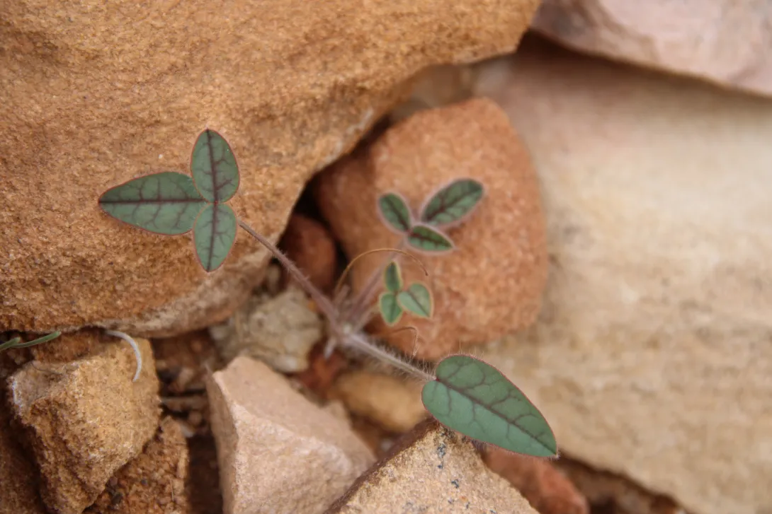 Onobrychis ptolemaica seedling